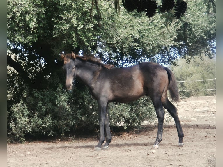 PRE Hengst Fohlen (04/2026) Brauner in Vejer de la Frontera