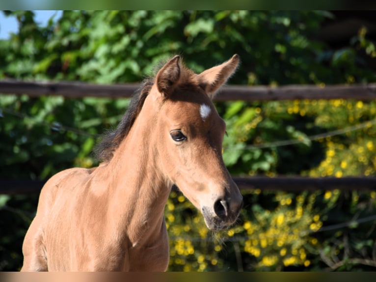 PRE Hengst Fohlen (05/2025) Buckskin in Manhay