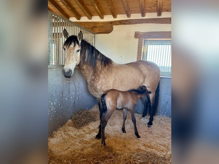 PRE Hengst Fohlen (03/2026) Buckskin in Santa Caterina
