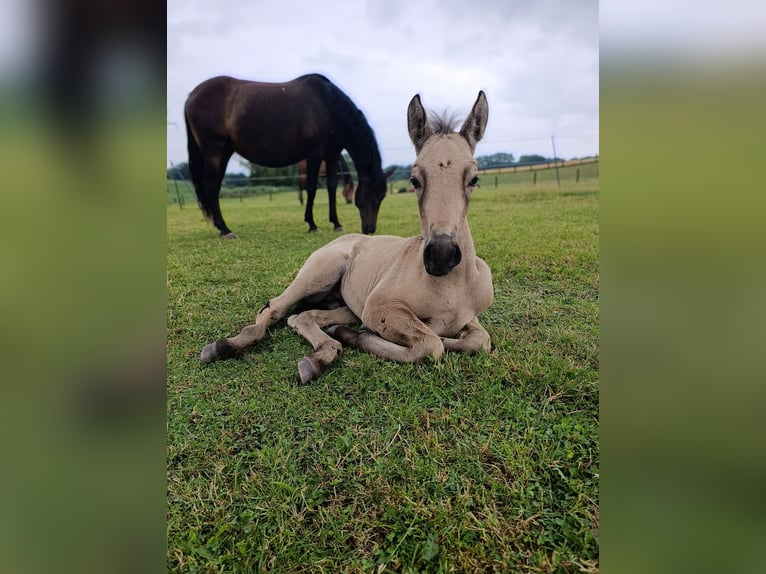 PRE Hengst Fohlen (06/2025) Buckskin in Gro&#xDF; Schenkenberg
