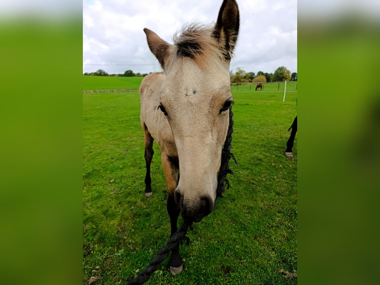 PRE Hengst Fohlen (06/2025) Buckskin in Gro&#xDF; Schenkenberg