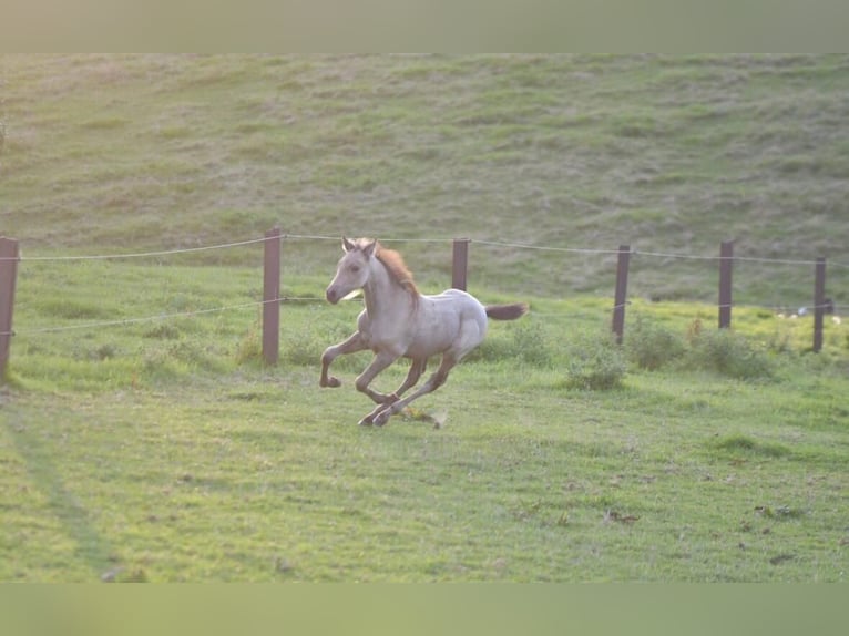 PRE Hengst Fohlen (06/2025) Buckskin in Gro&#xDF; Schenkenberg