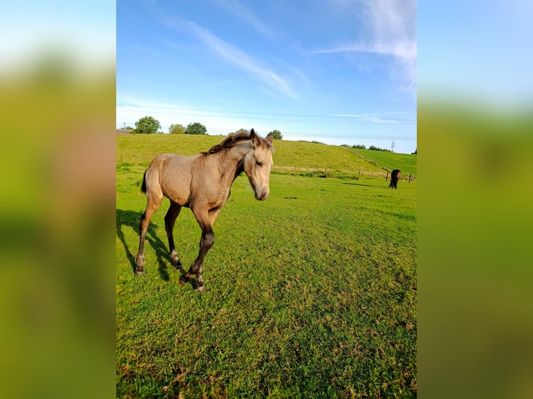 PRE Hengst Fohlen (06/2025) Buckskin in Gro&#xDF; Schenkenberg