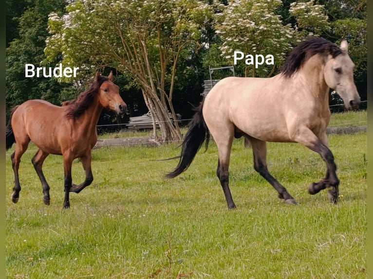 PRE Hengst Fohlen (06/2025) Buckskin in Gro&#xDF; Schenkenberg