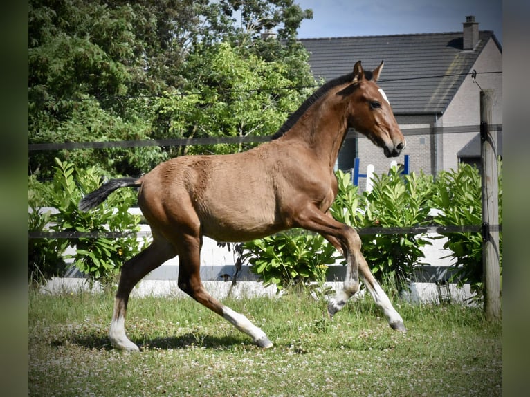 PRE Hengst Fohlen (03/2025) in Jemeppe sur sambre