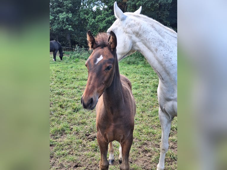 PRE Mix Hengst Fohlen (06/2025) Dunkelbrauner in Kierspe