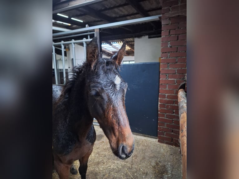 PRE Mix Hengst Fohlen (06/2025) Dunkelbrauner in Kierspe