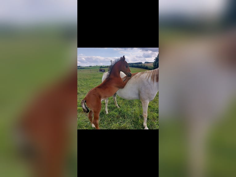 PRE Mix Hengst Fohlen (06/2025) Dunkelbrauner in Kierspe