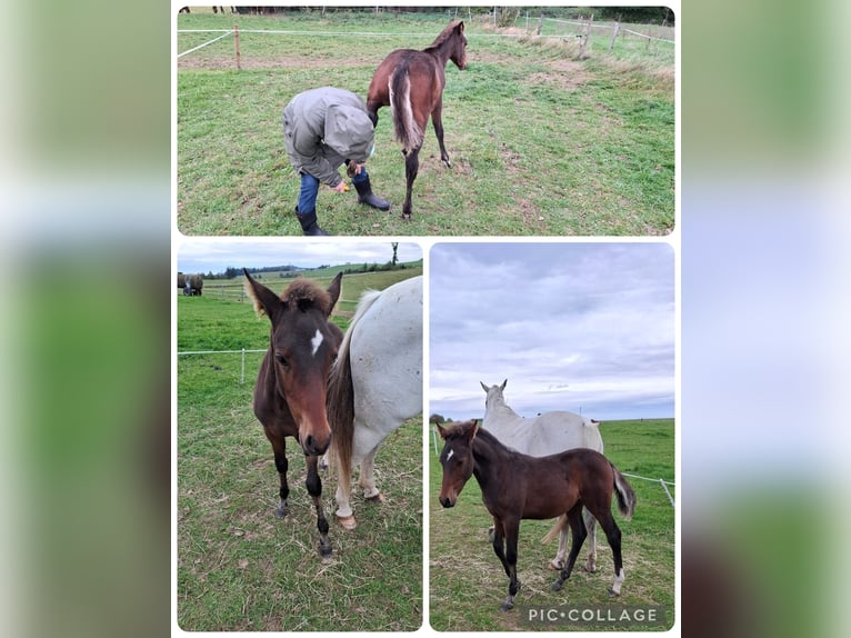 PRE Mix Hengst Fohlen (06/2025) Dunkelbrauner in Kierspe