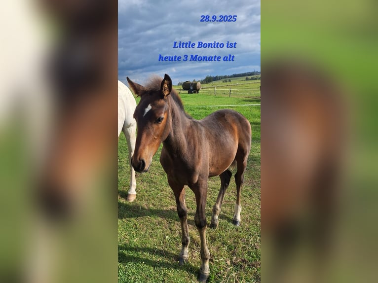 PRE Mix Hengst Fohlen (06/2025) Dunkelbrauner in Kierspe