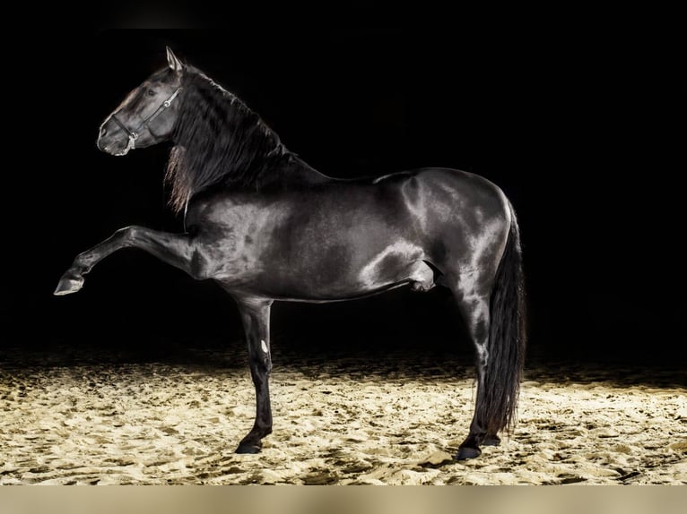 PRE Mix Hengst Fohlen (06/2025) Dunkelbrauner in Kierspe