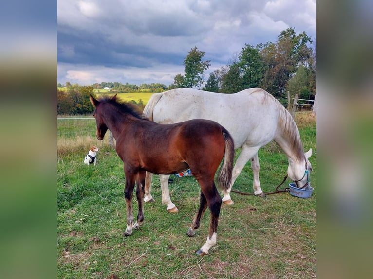 PRE Mix Hengst Fohlen (06/2025) Dunkelbrauner in Kierspe