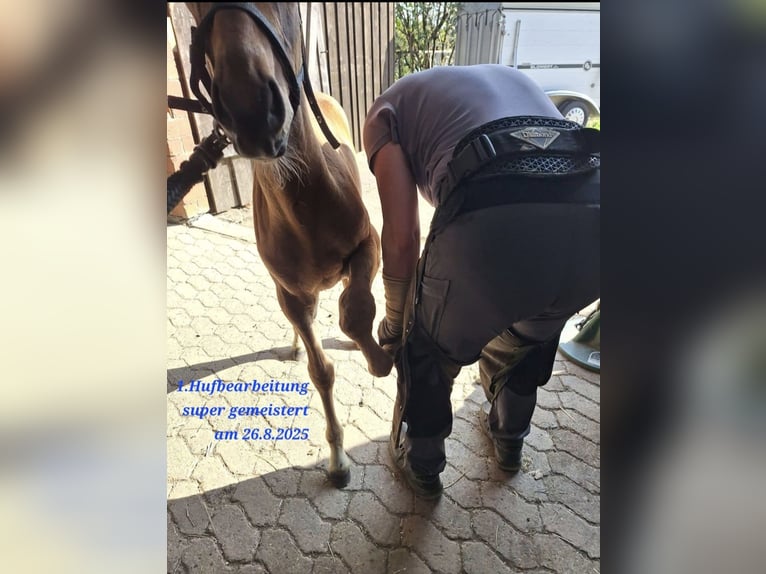 PRE Mix Hengst Fohlen (06/2025) Dunkelbrauner in Kierspe