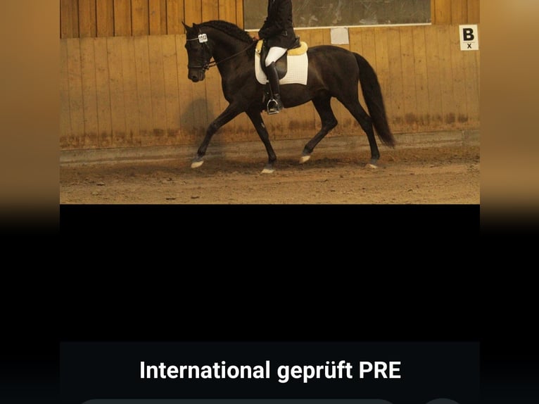 PRE Mix Hengst Fohlen (06/2025) Dunkelbrauner in Kierspe