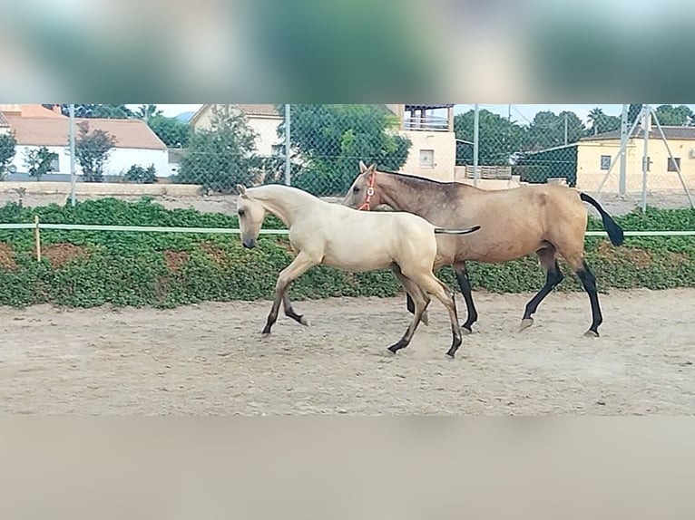 PRE Hengst Fohlen (04/2024) Falbe in Lorca