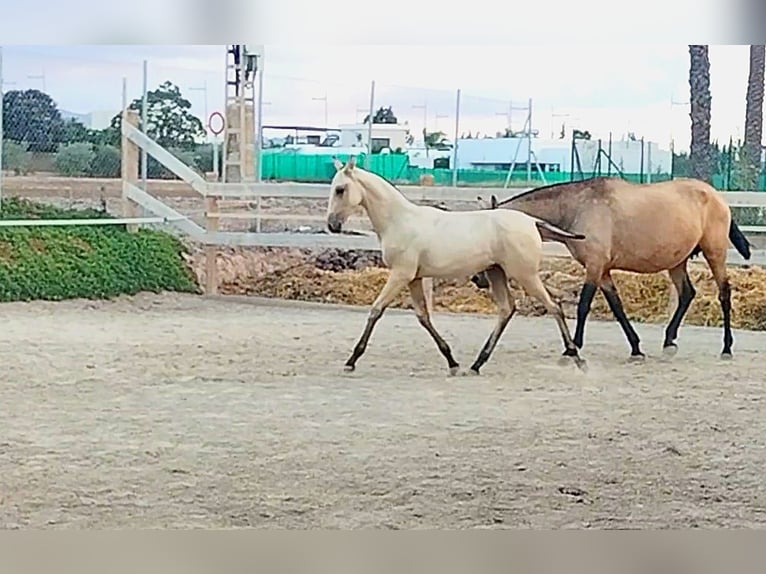 PRE Hengst Fohlen (04/2024) Falbe in Lorca