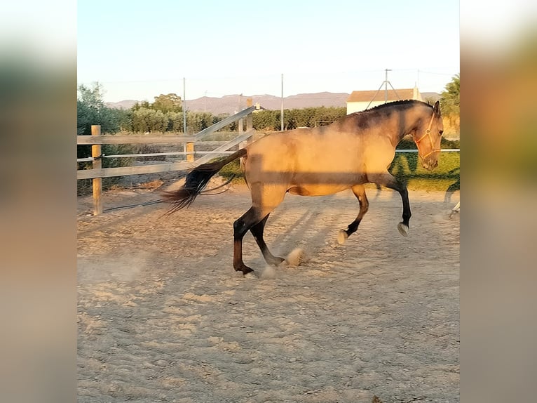 PRE Hengst Fohlen (04/2024) Falbe in Lorca