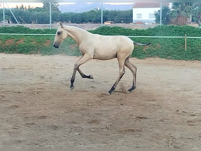 PRE Hengst Fohlen (04/2024) Falbe in Lorca