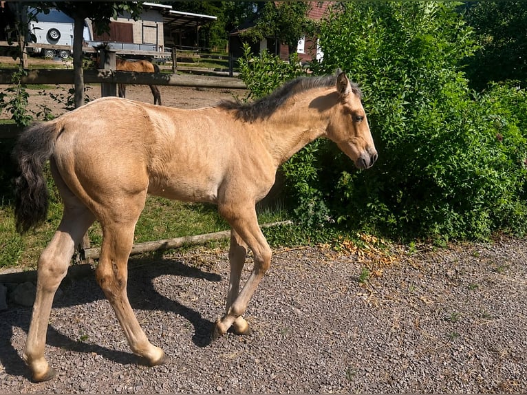 PRE Hengst Fohlen (05/2026) Falbe in Urmatt