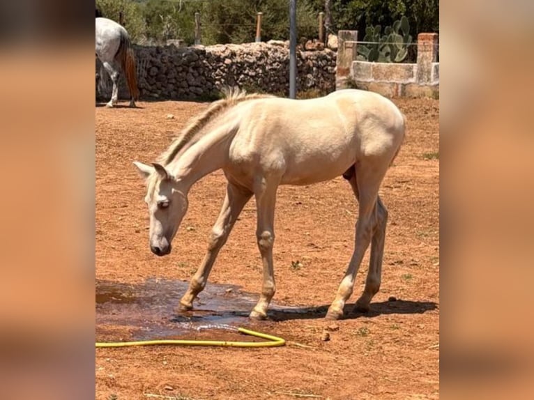 PRE Hengst Fohlen (04/2025) Falbe in Palma De Mallorca