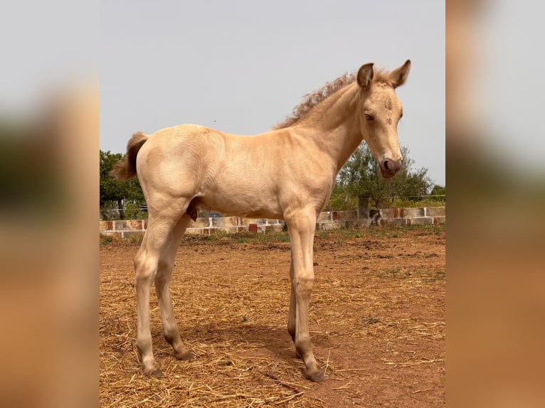 PRE Hengst Fohlen (04/2025) Falbe in Palma De Mallorca