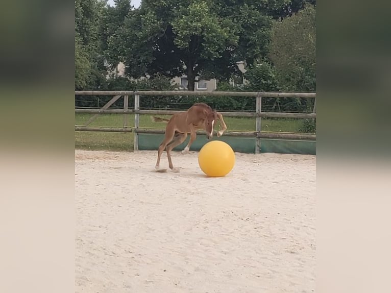 PRE Hengst  Fuchs in Seesen