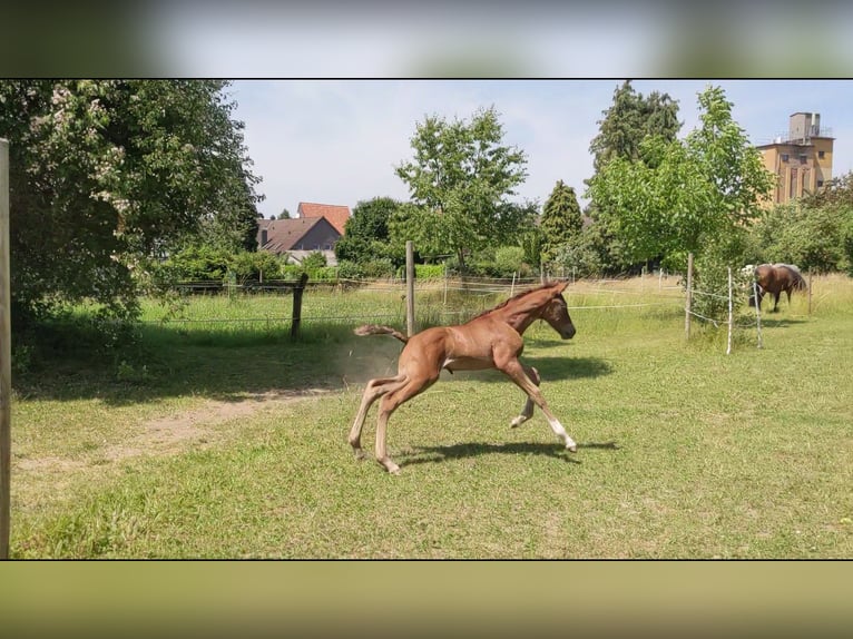 PRE Hengst  Fuchs in Seesen