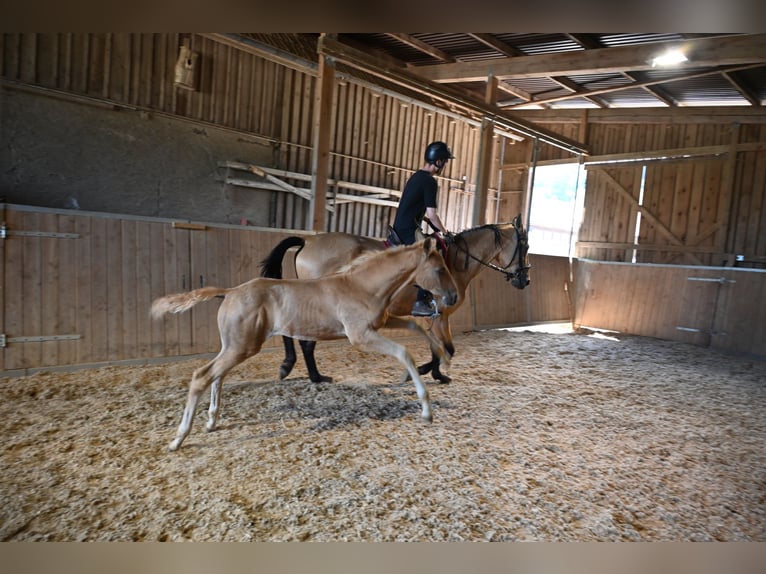 PRE Hengst Fohlen (04/2025) Palomino in Klettgau