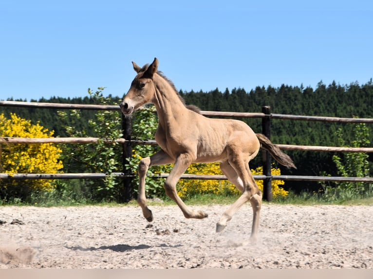 PRE Hengst Fohlen (05/2025) Pearl in Manhay