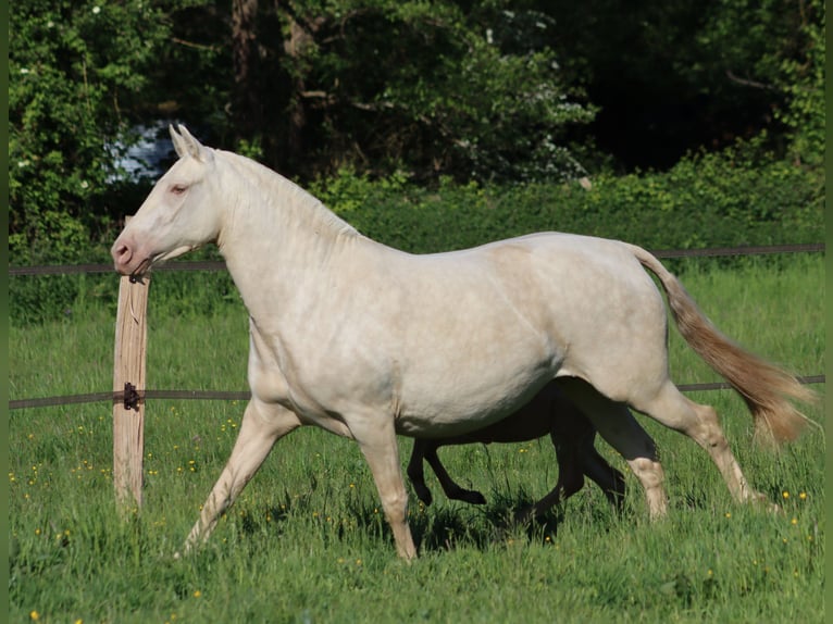 PRE Hengst Fohlen (04/2026) Pearl in Le Coudray-sur-Thelle