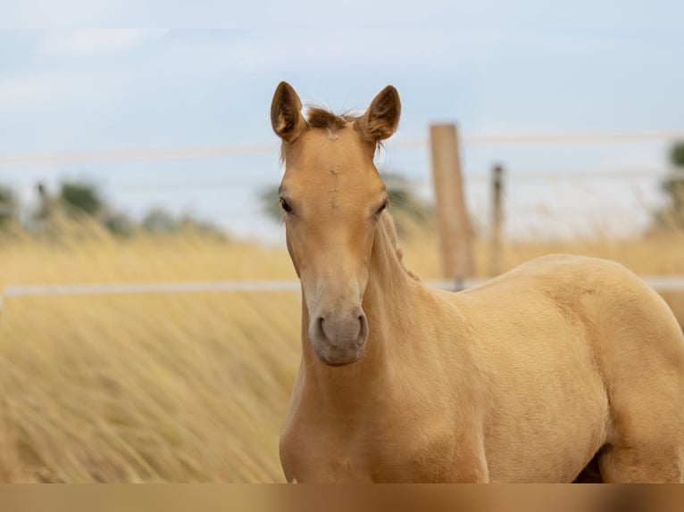 PRE Hengst Fohlen (04/2026) Pearl in Le Coudray-sur-Thelle
