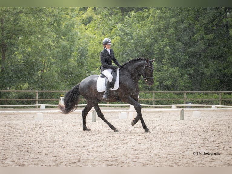 PRE Hengst Fohlen (04/2026) Pearl in Le Coudray-sur-Thelle