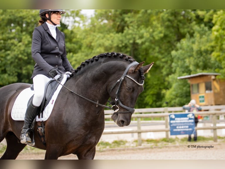 PRE Hengst Fohlen (04/2026) Pearl in Le Coudray-sur-Thelle