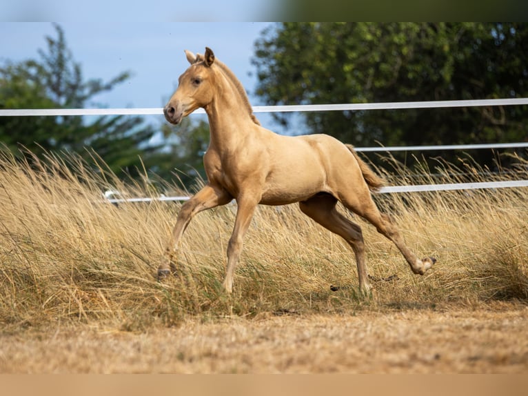 PRE Hengst Fohlen (04/2026) Pearl in Le Coudray-sur-Thelle