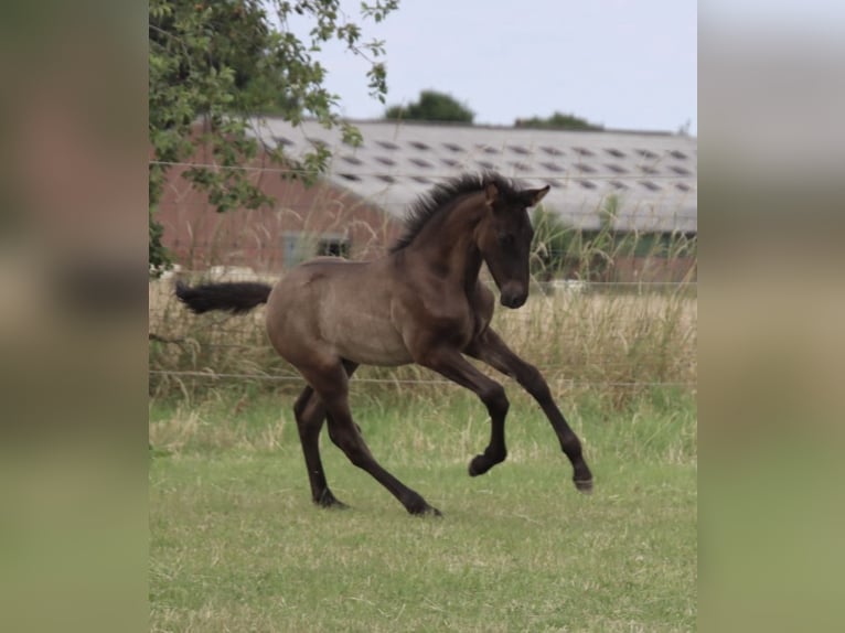 PRE Hengst Fohlen (01/2025) Rappe in Pellenberg