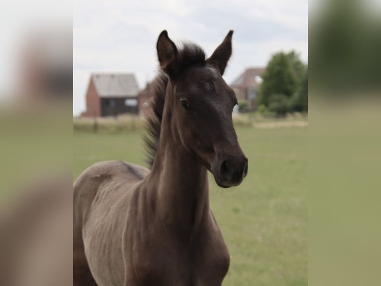 PRE Hengst Fohlen (01/2025) Rappe in Pellenberg