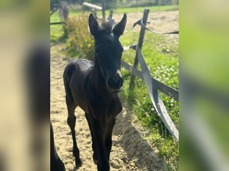 PRE Hengst Fohlen (06/2025) Rappe in Oudenaarde