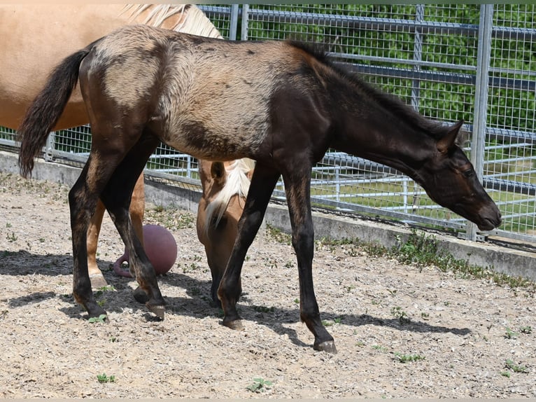PRE Hengst Fohlen (02/2026)  in Klettgau