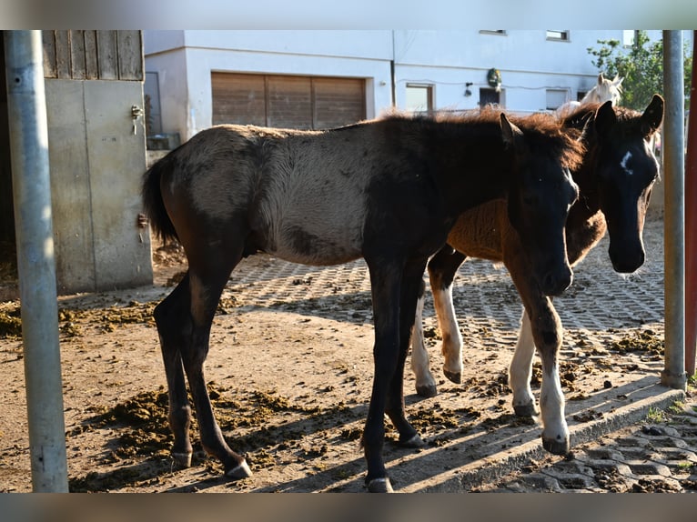 PRE Hengst Fohlen (02/2026)  in Klettgau