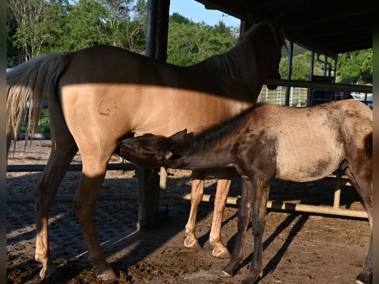 PRE Hengst Fohlen (02/2026)  in Klettgau