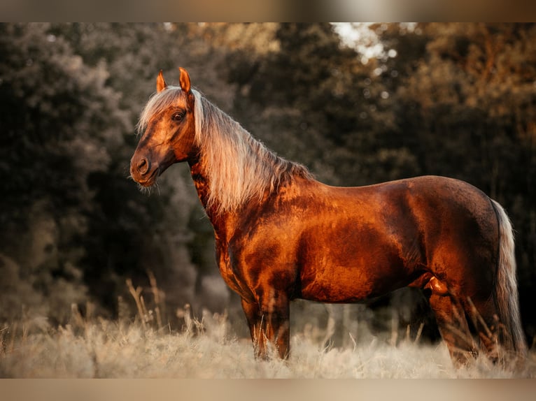 PRE Hengst Palomino in Haltern am See