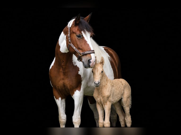 PRE Hengst Palomino in Haltern am See