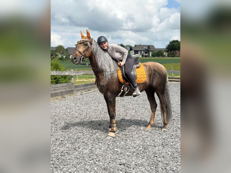 PRE Hengst Palomino in Haltern am See