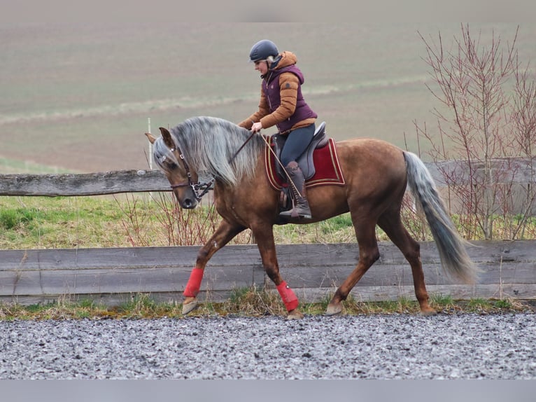 PRE Hengst Palomino in Haltern am See