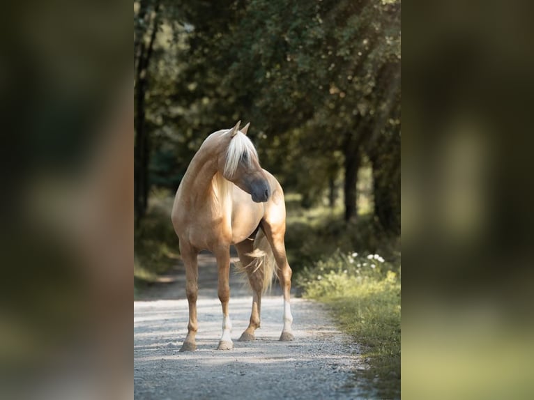 PRE Hengst Palomino in caumont