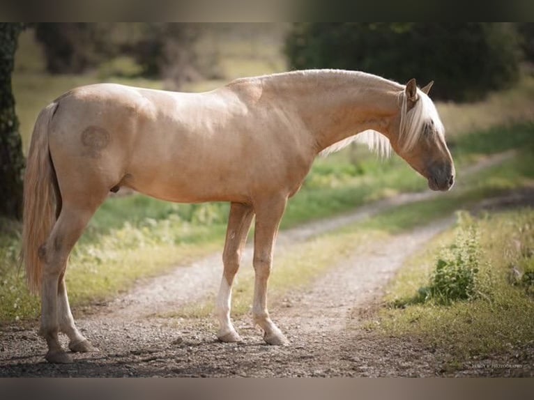 PRE Hengst Palomino in caumont