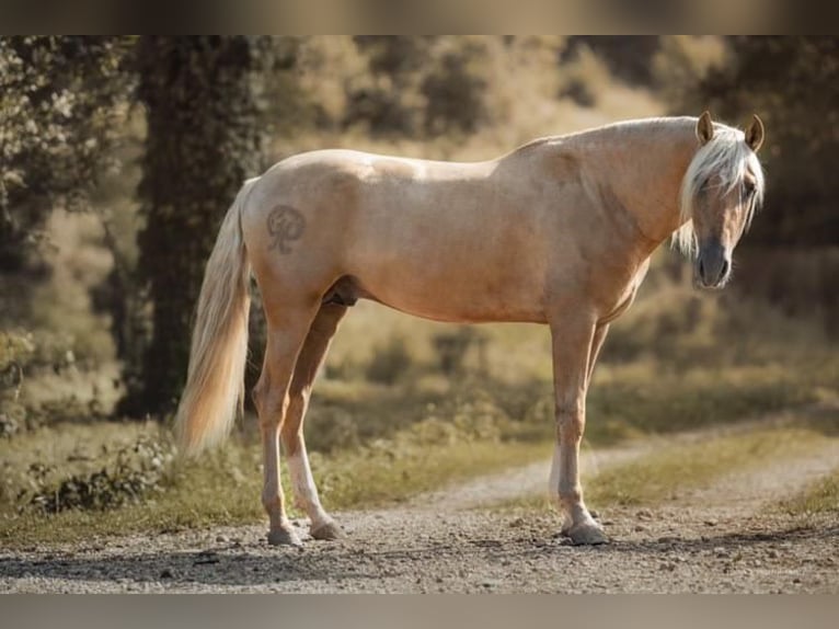 PRE Hengst Palomino in caumont