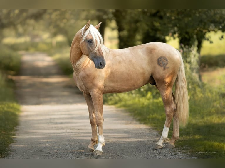 PRE Hengst Palomino in caumont