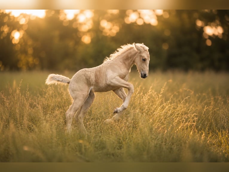 PRE Hengst Palomino in Haltern am See