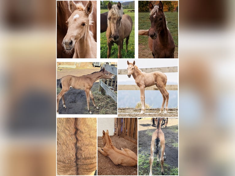 PRE Hengst Palomino in Haltern am See